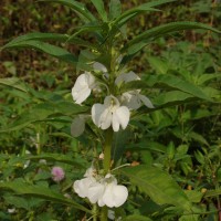 Impatiens balsamina L.